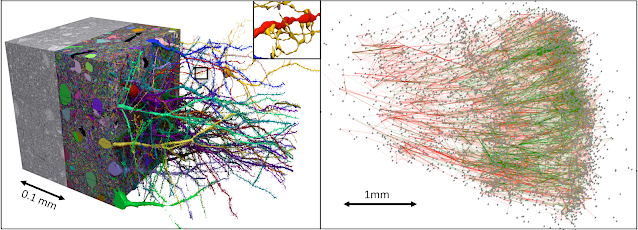 2d-to-3d-connectomics